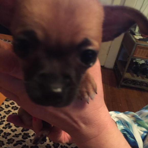 Meet your Posher, Heidi - Picture 1 of 1